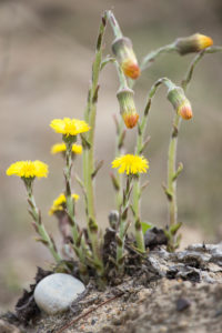 Flowering coltsfoot as a pioneer plant in a sand pit, Tussilago farfara, daisy family, son-before-father, broad-, breast- or donkey-lettuce, laths, Latvians, field laces, cow patties, donkey- or horse-hoof, donkey-stalk, foal foot, hoof-leaf Flowering coltsfoot as a pioneer plant in a sand pit, Tussilago farfara, daisy family, son-before-father, broad-, breast- or donkey-lettuce, laths, Latvians, field laces, cow patties, donkey- or horse-hoof, donkey-stalk, foal foot, hoof-leaf